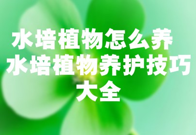 水培植物怎么养 水培植物养护技巧大全