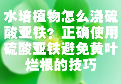 水培植物怎么浇硫酸亚铁？正确使用硫酸亚铁避免黄叶烂根的技巧