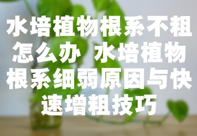 水培植物根系不粗怎么办 水培植物根系细弱原因与快速增粗技巧