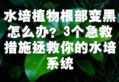 水培植物根部变黑怎么办？3个急救措施拯救你的水培系统