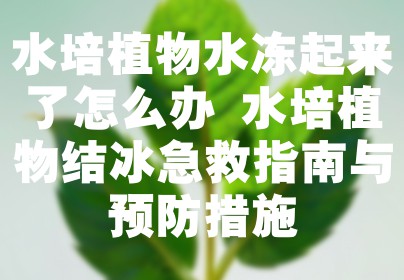 水培植物水冻起来了怎么办 水培植物结冰急救指南与预防措施