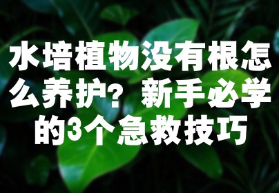 水培植物没有根怎么养护？新手必学的3个急救技巧
