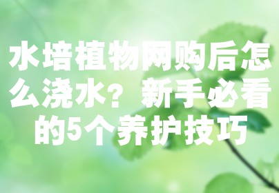 水培植物网购后怎么浇水？新手必看的5个养护技巧