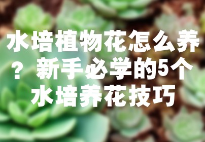 水培植物花怎么养？新手必学的5个水培养花技巧