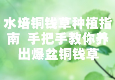 水培铜钱草种植指南 手把手教你养出爆盆铜钱草