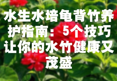 水生水培龟背竹养护指南：5个技巧让你的水竹健康又茂盛
