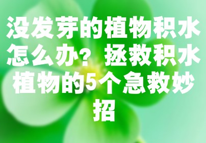 没发芽的植物积水怎么办？拯救积水植物的5个急救妙招