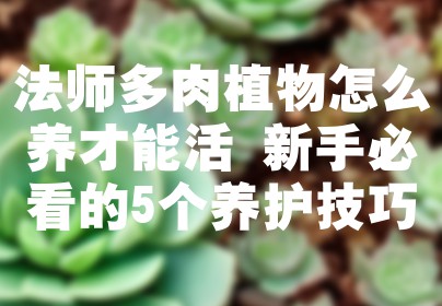法师多肉植物怎么养才能活 新手必看的5个养护技巧