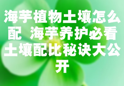 海芋植物土壤怎么配 海芋养护必看土壤配比秘诀大公开