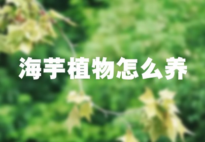 海芋植物怎么养