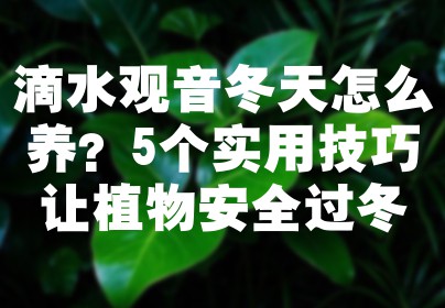 滴水观音冬天怎么养？5个实用技巧让植物安全过冬