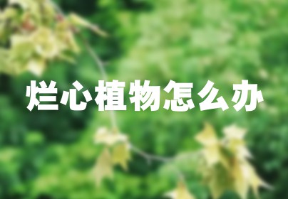 烂心植物怎么办