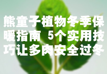 熊童子植物冬季保暖指南 5个实用技巧让多肉安全过冬