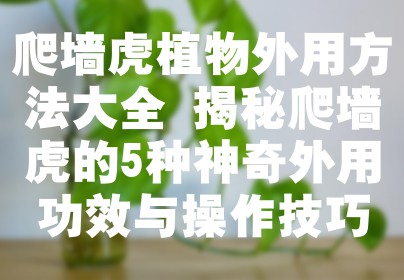 爬墙虎植物外用方法大全 揭秘爬墙虎的5种神奇外用功效与操作技巧
