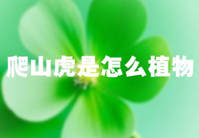 爬山虎是怎么植物