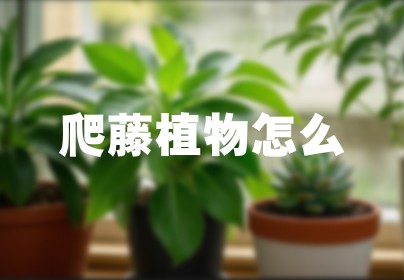 爬藤植物怎么