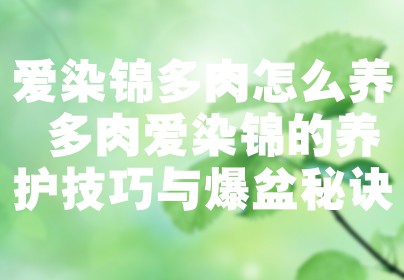 爱染锦多肉怎么养 多肉爱染锦的养护技巧与爆盆秘诀
