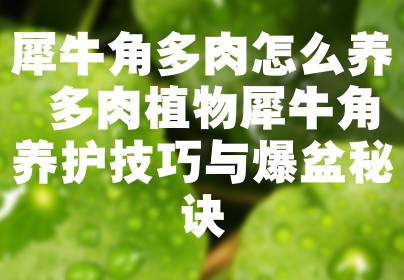 犀牛角多肉怎么养 多肉植物犀牛角养护技巧与爆盆秘诀
