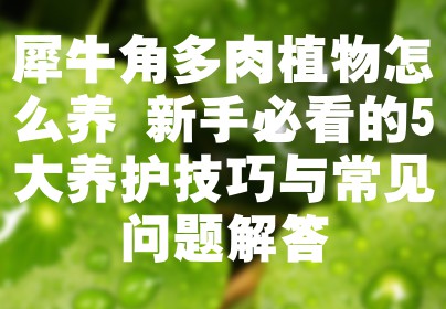 犀牛角多肉植物怎么养 新手必看的5大养护技巧与常见问题解答
