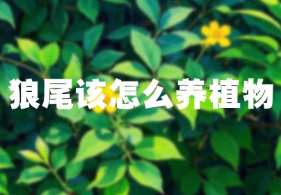 狼尾该怎么养植物