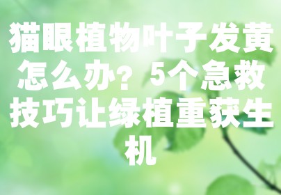 猫眼植物叶子发黄怎么办？5个急救技巧让绿植重获生机