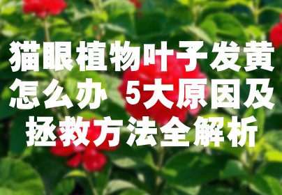 猫眼植物叶子发黄怎么办 5大原因及拯救方法全解析