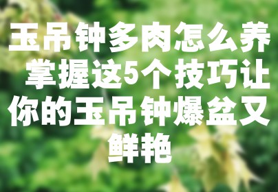 玉吊钟多肉怎么养 掌握这5个技巧让你的玉吊钟爆盆又鲜艳