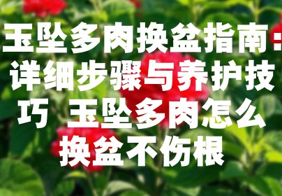 玉坠多肉换盆指南：详细步骤与养护技巧 玉坠多肉怎么换盆不伤根
