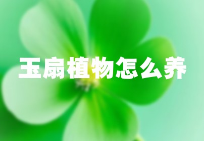 玉扇植物怎么养