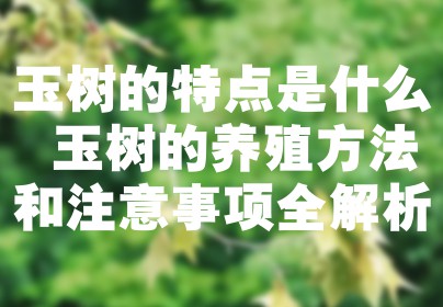 玉树的特点是什么 玉树的养殖方法和注意事项全解析