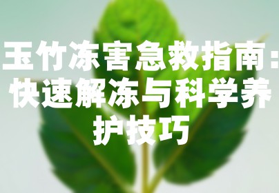 玉竹冻害急救指南：快速解冻与科学养护技巧