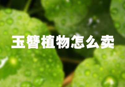 玉簪植物怎么卖