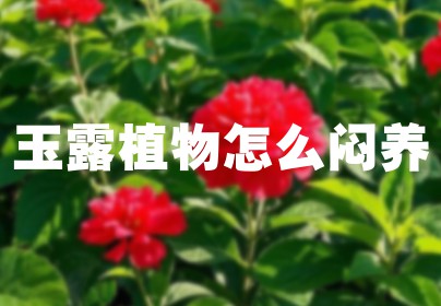 玉露植物怎么闷养