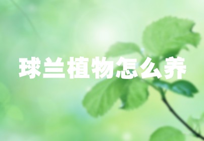 球兰植物怎么养