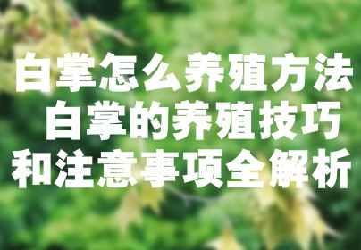 白掌怎么养殖方法 白掌的养殖技巧和注意事项全解析