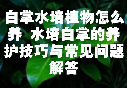 白掌水培植物怎么养 水培白掌的养护技巧与常见问题解答