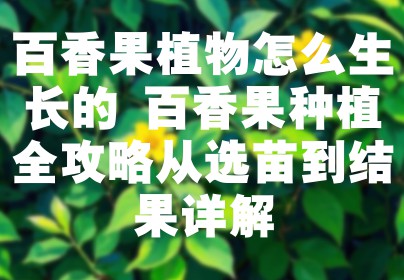 百香果植物怎么生长的 百香果种植全攻略从选苗到结果详解