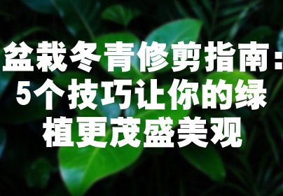 盆栽冬青修剪指南：5个技巧让你的绿植更茂盛美观