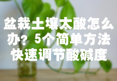 盆栽土壤太酸怎么办？5个简单方法快速调节酸碱度