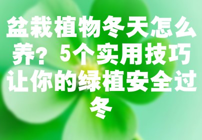 盆栽植物冬天怎么养？5个实用技巧让你的绿植安全过冬