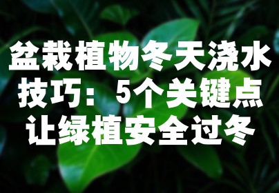 盆栽植物冬天浇水技巧：5个关键点让绿植安全过冬