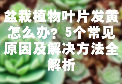 盆栽植物叶片发黄怎么办？5个常见原因及解决方法全解析