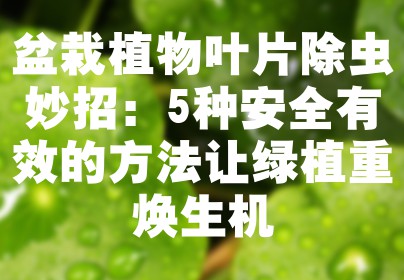 盆栽植物叶片除虫妙招：5种安全有效的方法让绿植重焕生机
