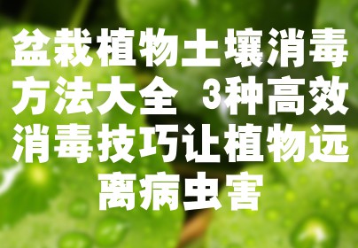 盆栽植物土壤消毒方法大全 3种高效消毒技巧让植物远离病虫害