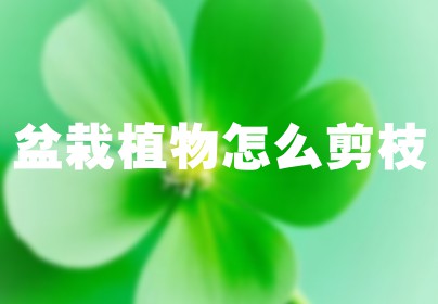 盆栽植物怎么剪枝