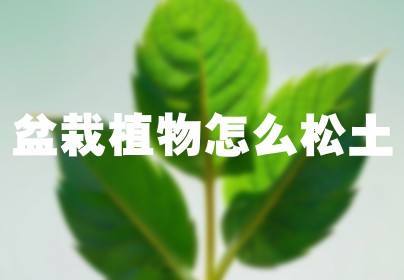 盆栽植物怎么松土