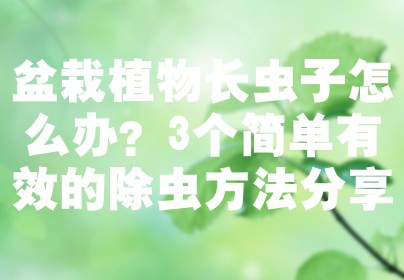 盆栽植物长虫子怎么办？3个简单有效的除虫方法分享