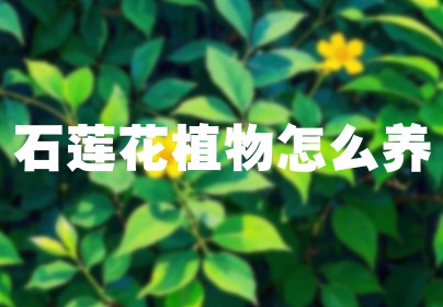 石莲花植物怎么养