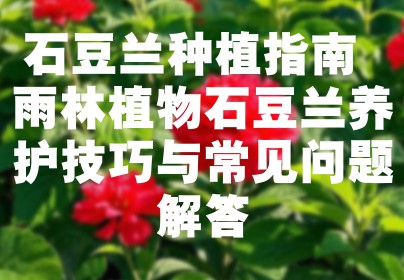 石豆兰种植指南 雨林植物石豆兰养护技巧与常见问题解答
