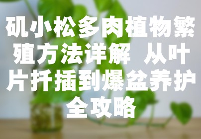 矶小松多肉植物繁殖方法详解 从叶片扦插到爆盆养护全攻略